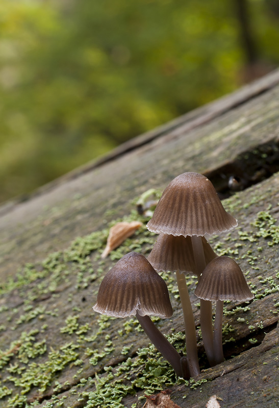 Mycena stipata